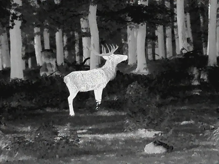 warmebild_2.gif