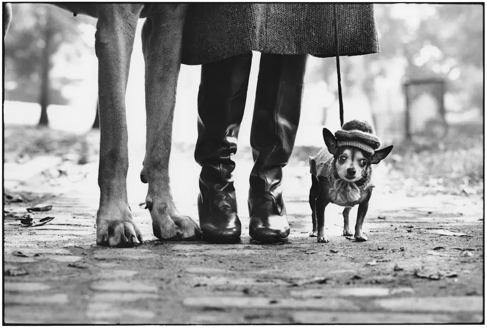 Photography by Elliott Erwitt showing four legs and a dog.