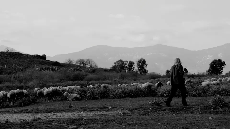 Stephen Dupont Sheep