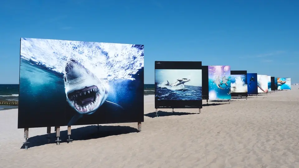 Sechs Meter Hai am Strand von Zingst