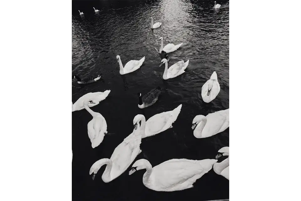 Black and white image of swans. 
