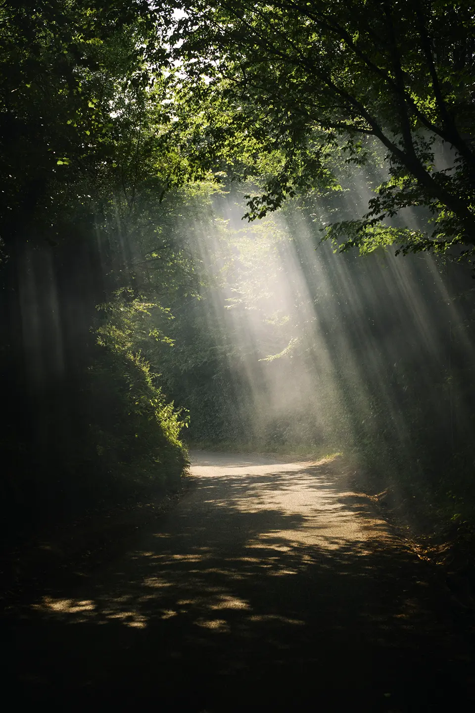 Shot by Mary McCartney showing sunlight falling in a forest.