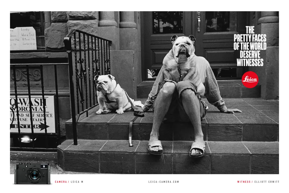 two dogs and a man