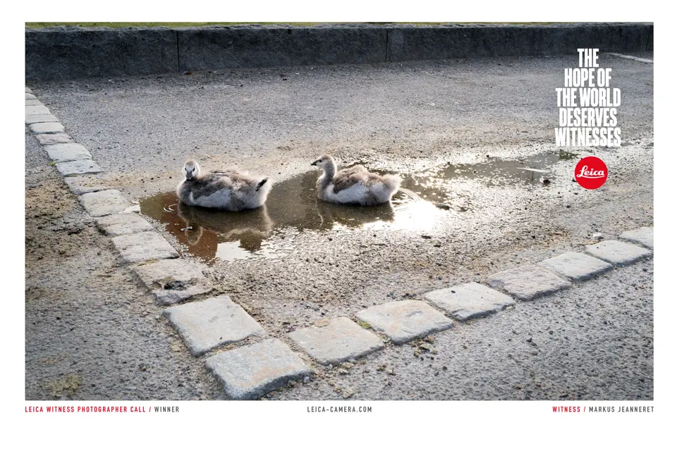 Ducks in a puddle