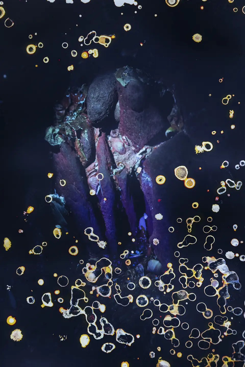 Red Bloom Algues Maudites une exposition d'Alice Pallot
