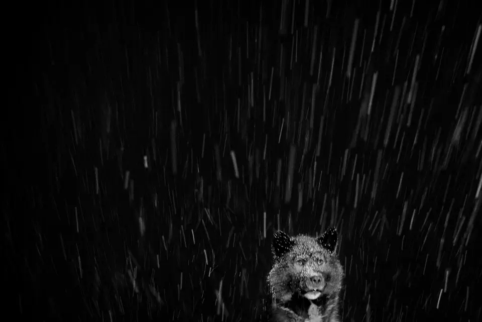 Arctic-Heroes03
