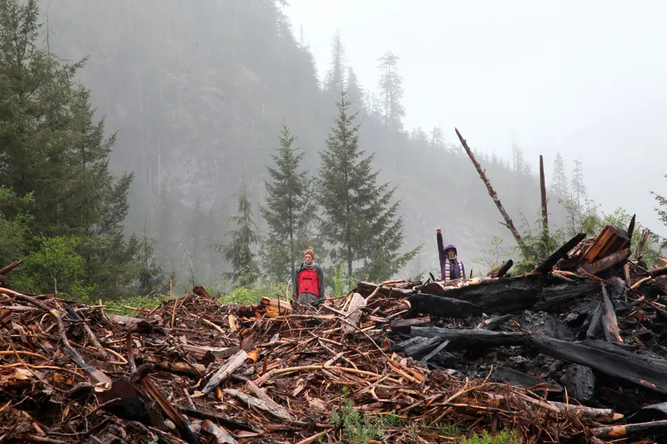 Two forest defenders stand in a cut block patch during police arrests of activists protecting 