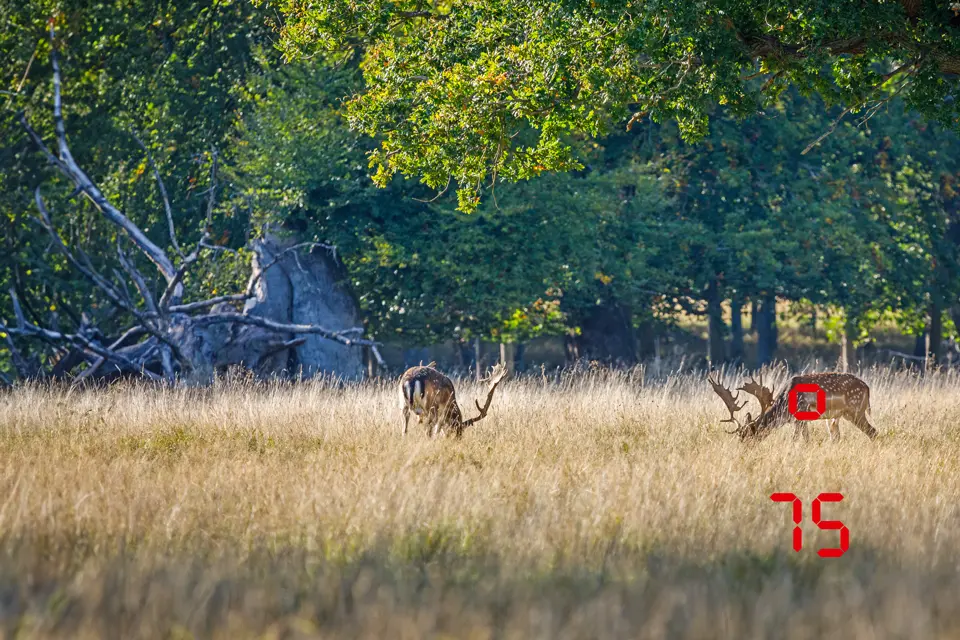 Wild-animal-measured-with-a-Leica-Rangemaster-and-the-distance-to-the-hunter-is-calculated