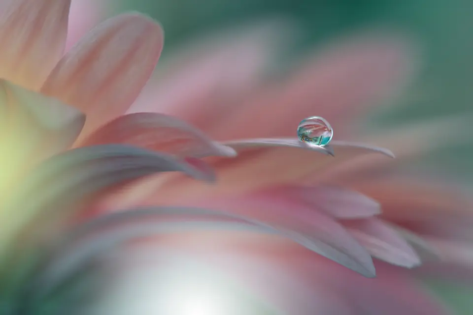 Close-up of a water drop on a flower