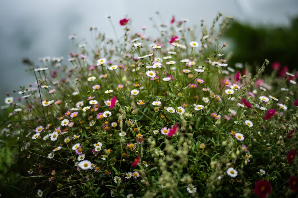 little flowers
