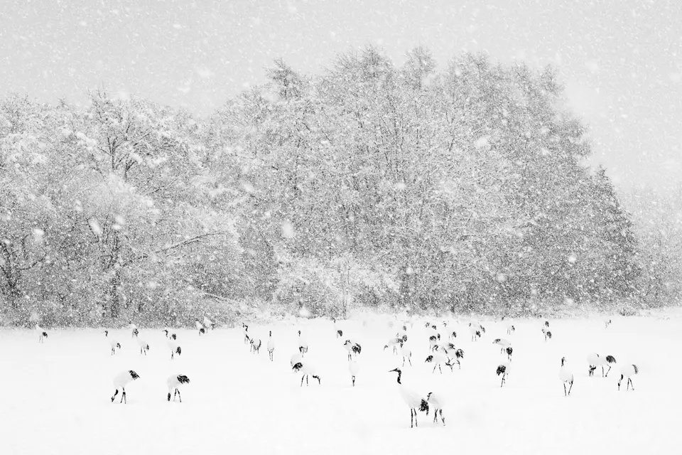 Olivier Larrey Japon avec Leica SL3