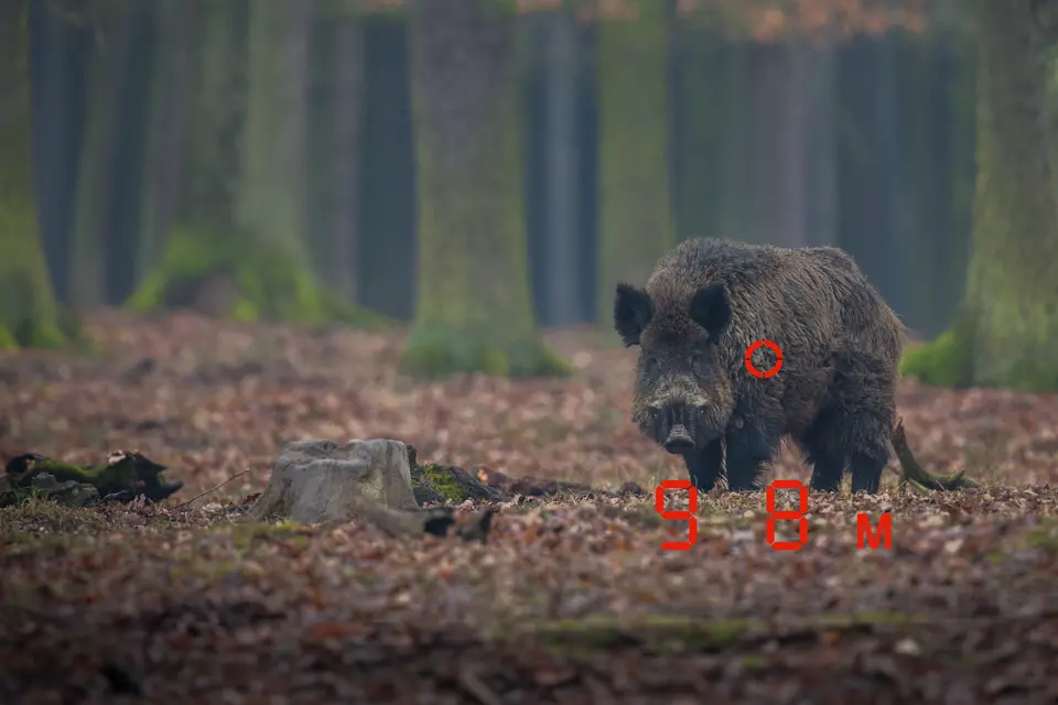 Wild-boar-standing-in-the-woods-with-a-rangefinder-marker-98m