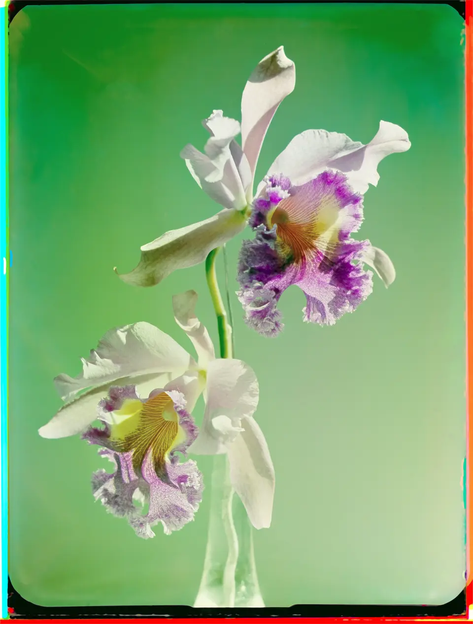 Orchideen-Studie--Zurich--1943---C--Werner-Bischof-Estate---Magnum-Photos.jpeg