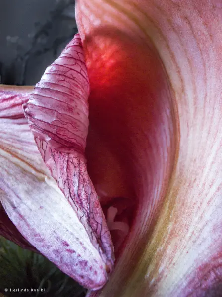 image of a pink flower taken by Herlinde Koelbl