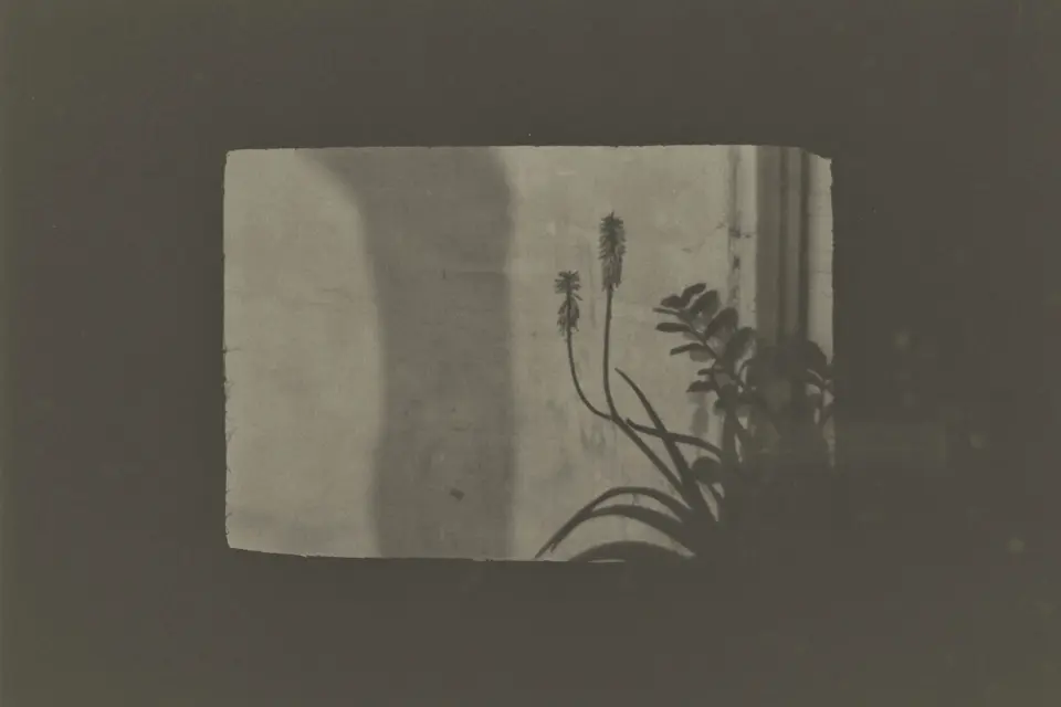 Shadow of flowers