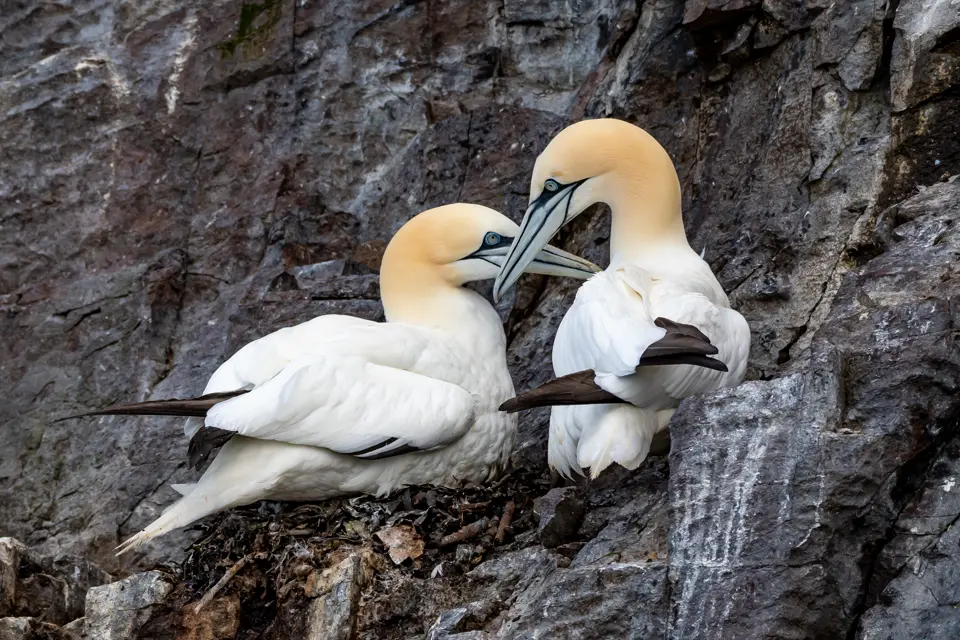 Two birds sitting on a rock