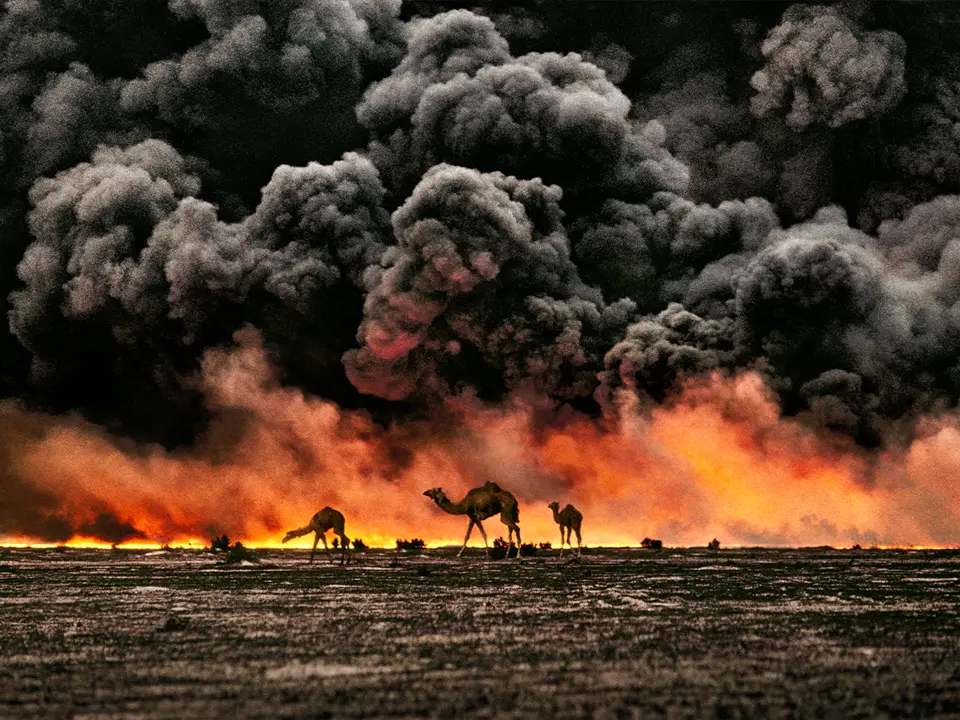 Camels infront of fire