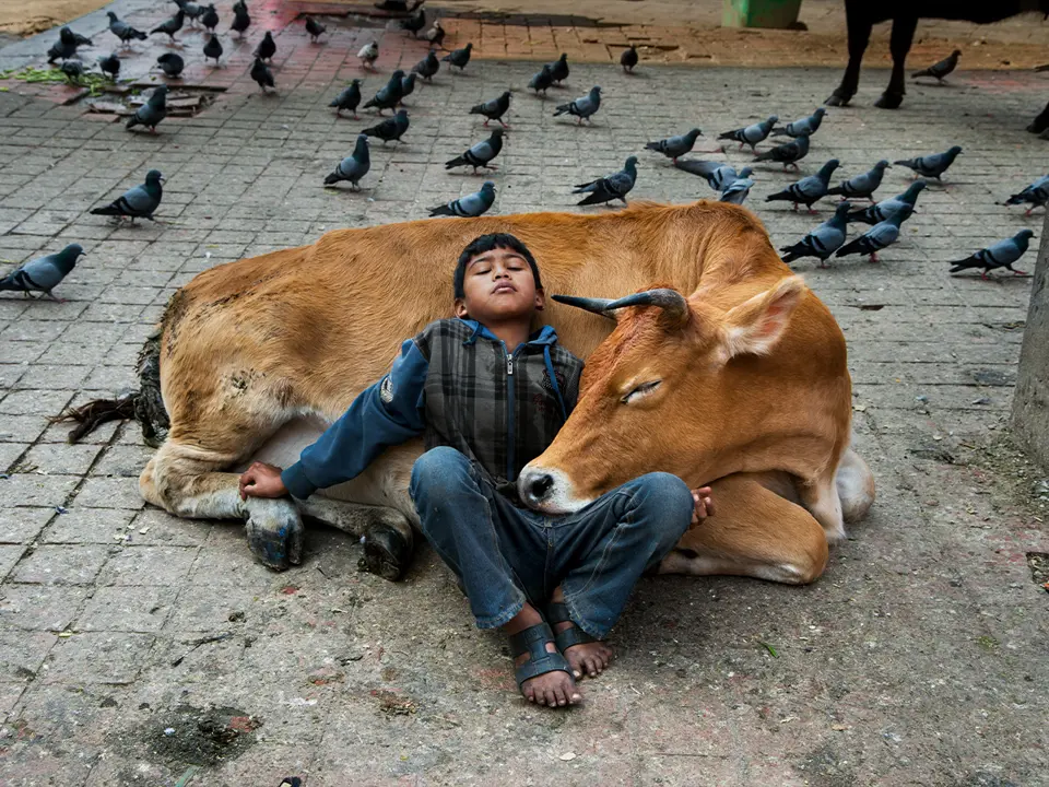 A child and a cow