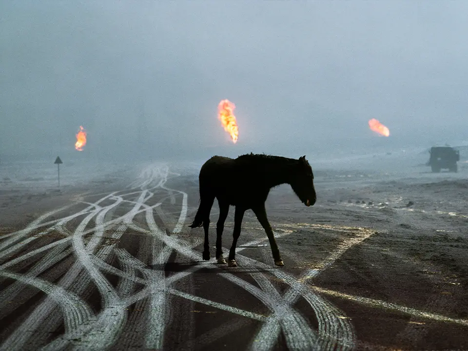 A horse