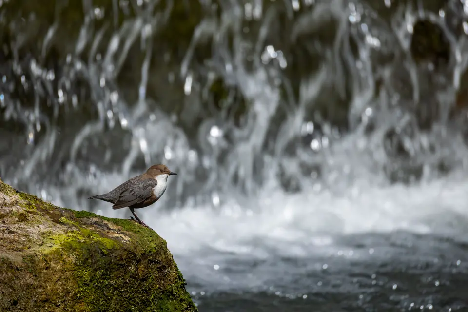 A dipper is sitting at a river
