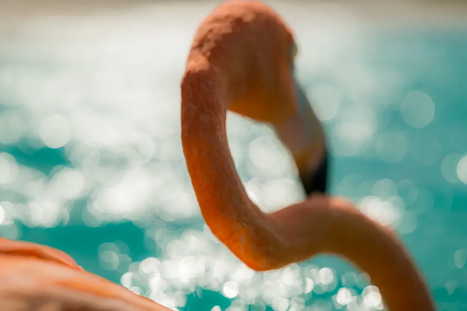 Leica Galerie Wien zeigt die Ausstellung "Meet Bob" des preisgekrönten Fotografen Jasper Doest