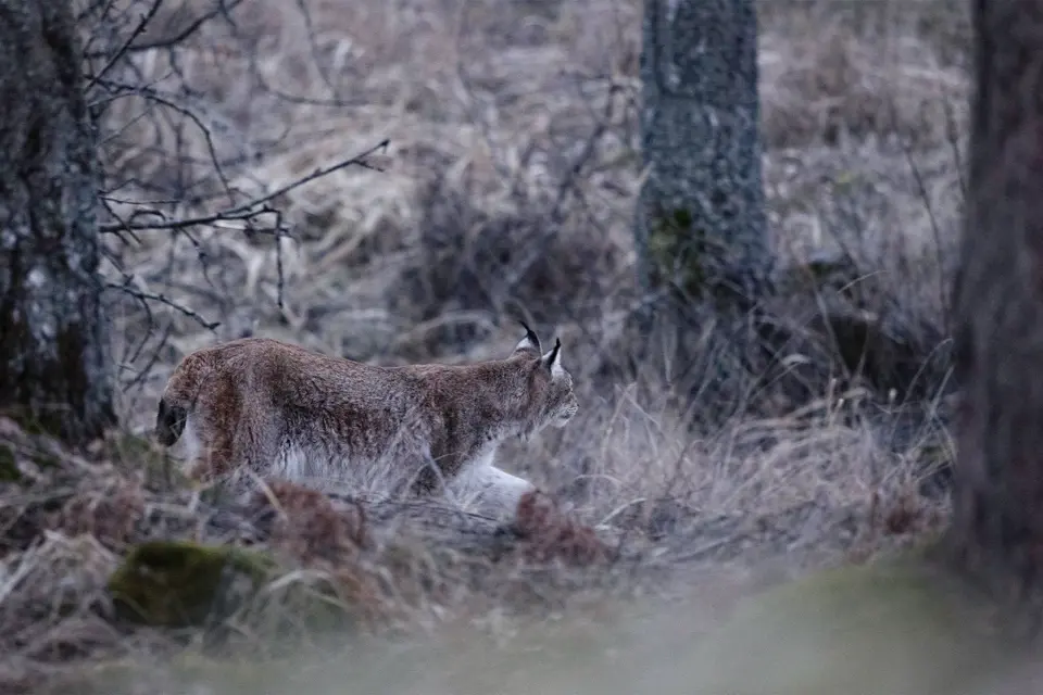 A Eurasian lynx prowling silently through the forest undergrowth at dusk.