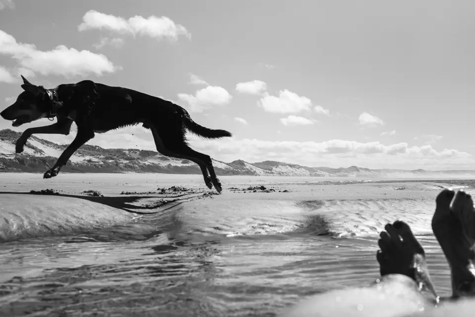 chien courant sur la plage