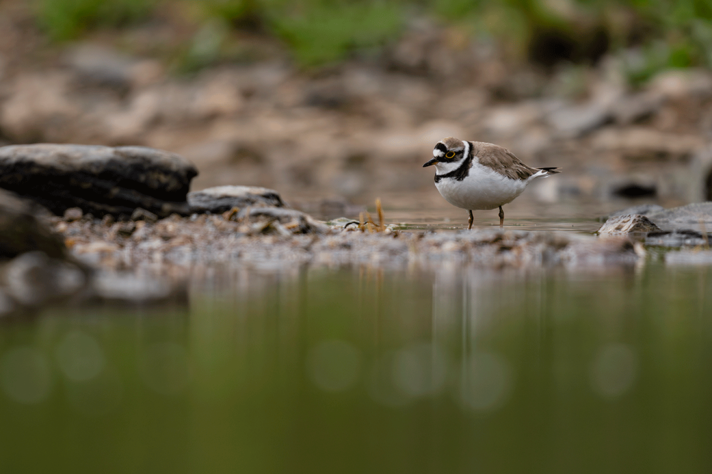 A close up portrait of a little ringed plover.