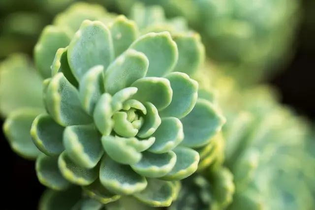 APO-MACRO-ELMARIT-TL 60/F2.8 ASPH.