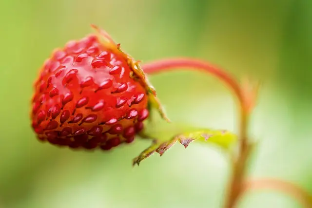 APO-MACRO-ELMARIT-TL 60/F2.8 ASPH.