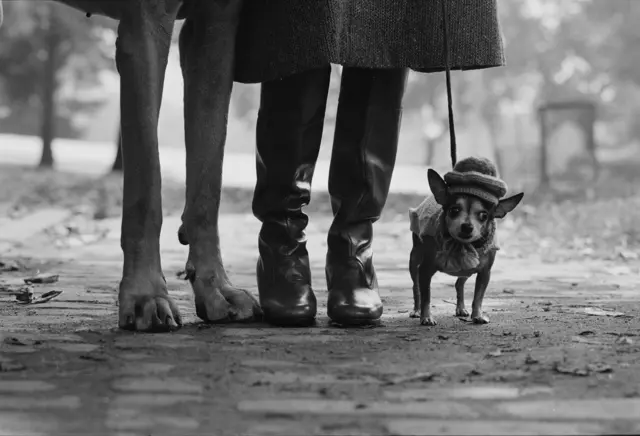 New-York-City-–-Elliott-Erwitt.jpeg