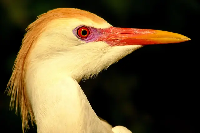 Cattle-Egret-Cameron