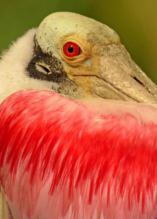 Roseate-Spoonbill-Cameron