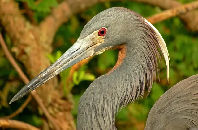 Tricolored-Heron-Cameron