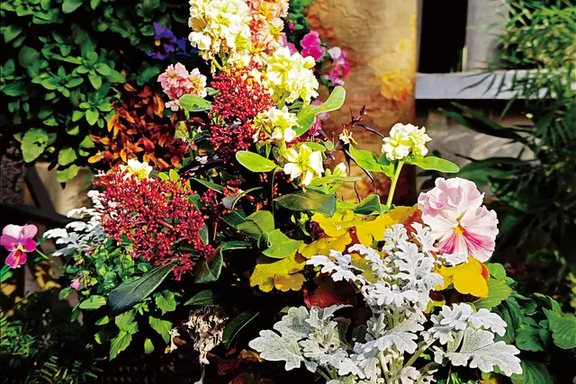 Colourful flowers