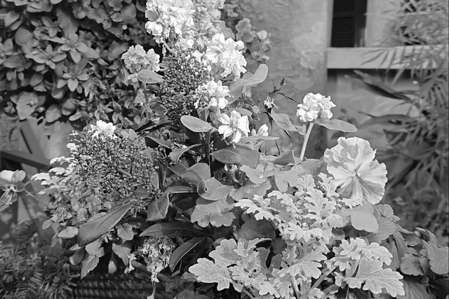 Colourful flowers