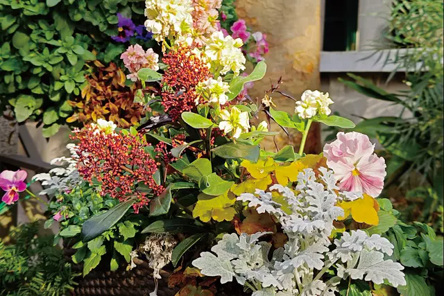 Colourful flowers