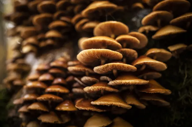 Bokeh - f 2 | 1/250s | ISO 125