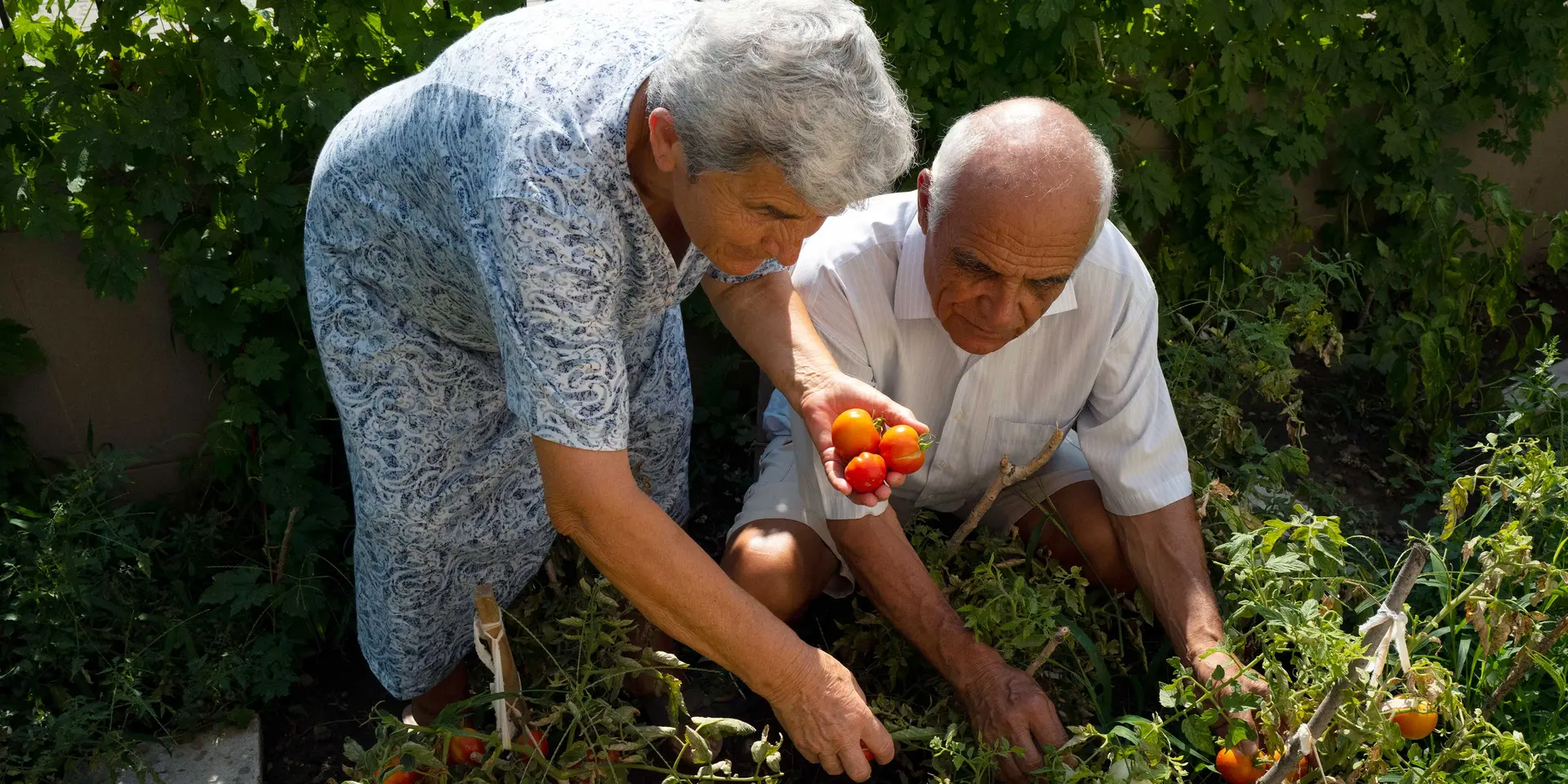 An elderly couple pick ripe tomatoes in their garden.