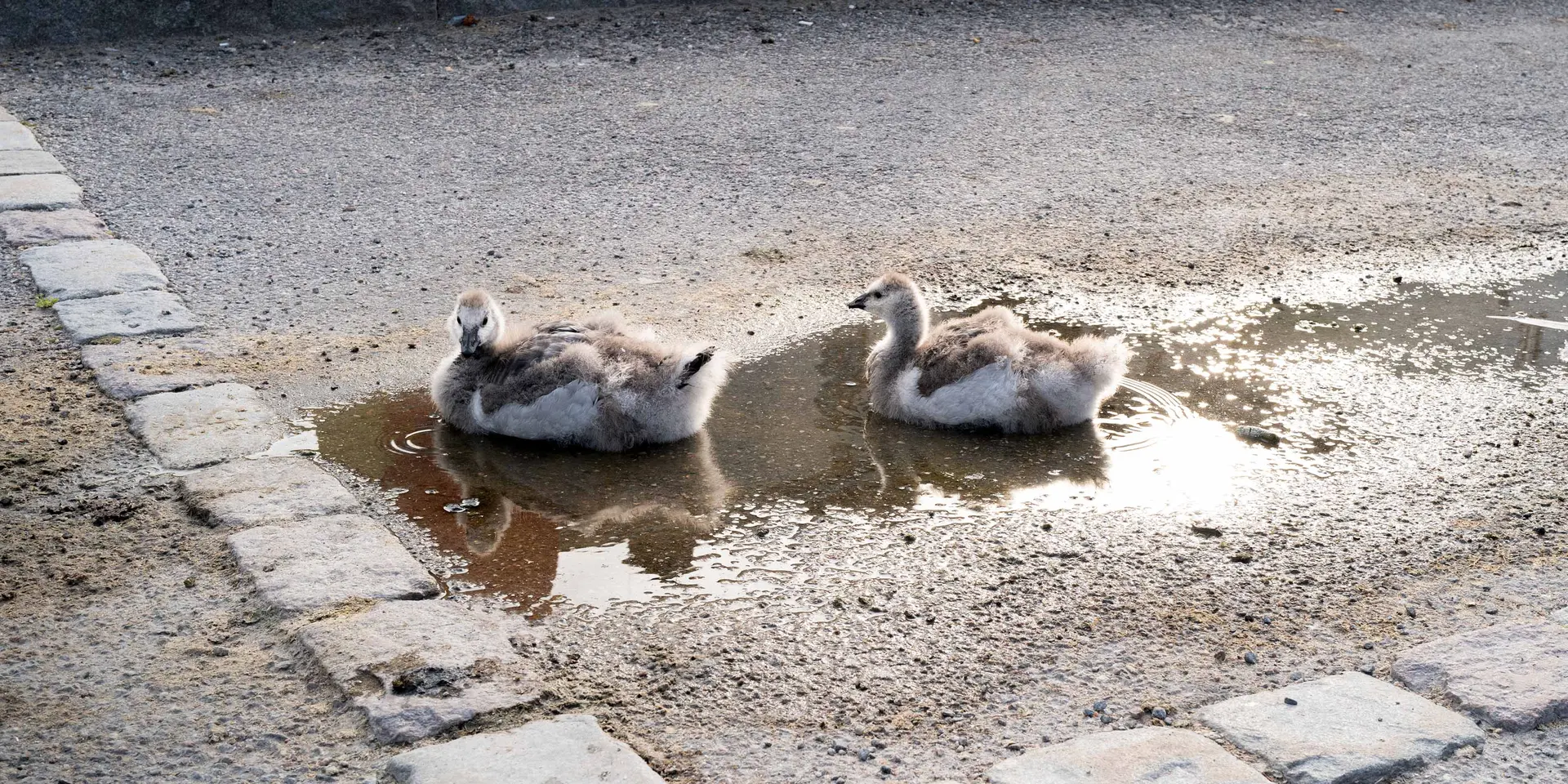 Two swan chicks rest in a small puddle on a paved road.