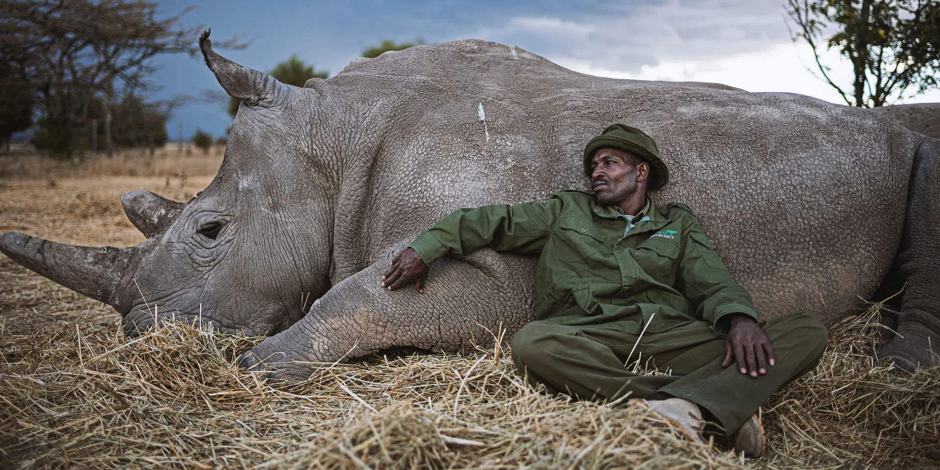 A man leaning against a lying rhinoceros, both resting on a meadow