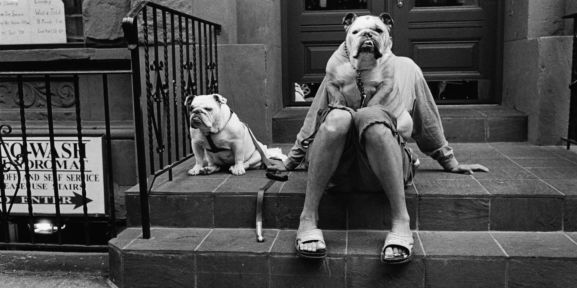 Person sits on steps with two dogs, one dog sits on the lap covering the person's upper body and face.