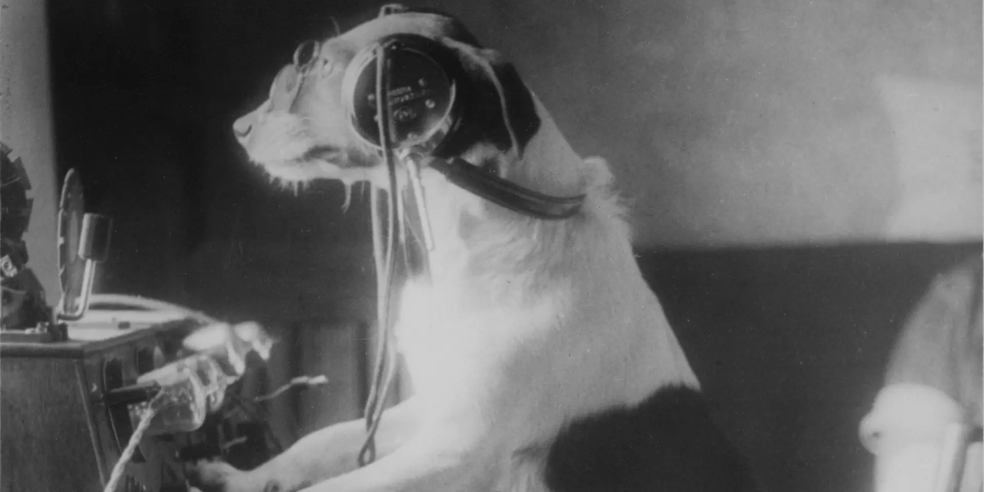 A Dog in front of a radio device