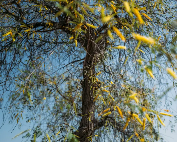 Image of trees from Photographer Obaid Albudoor