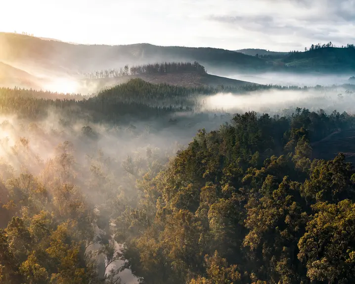 A misty forest is flooded with the first rays of sunshine of the day.