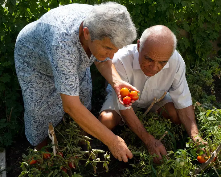 An elderly couple pick ripe tomatoes in their garden.