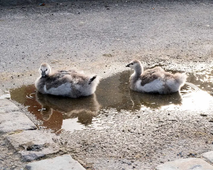 Two swan chicks rest in a small puddle on a paved road.