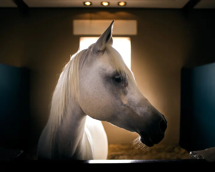 A white horse stands in a stable