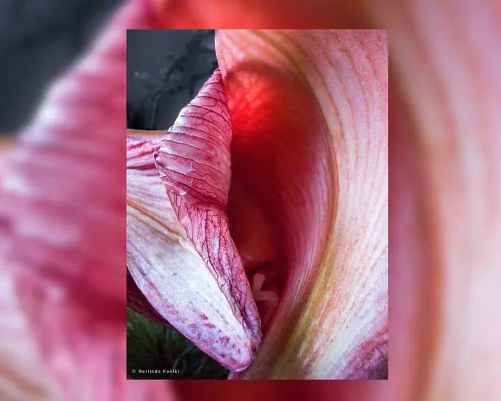 Leica Picture of the Year 2024 showing a flower close-up.