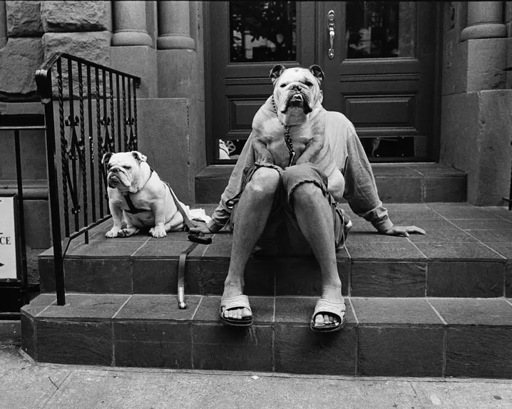 Person sits on steps with two dogs, one dog sits on the lap covering the person's upper body and face.
